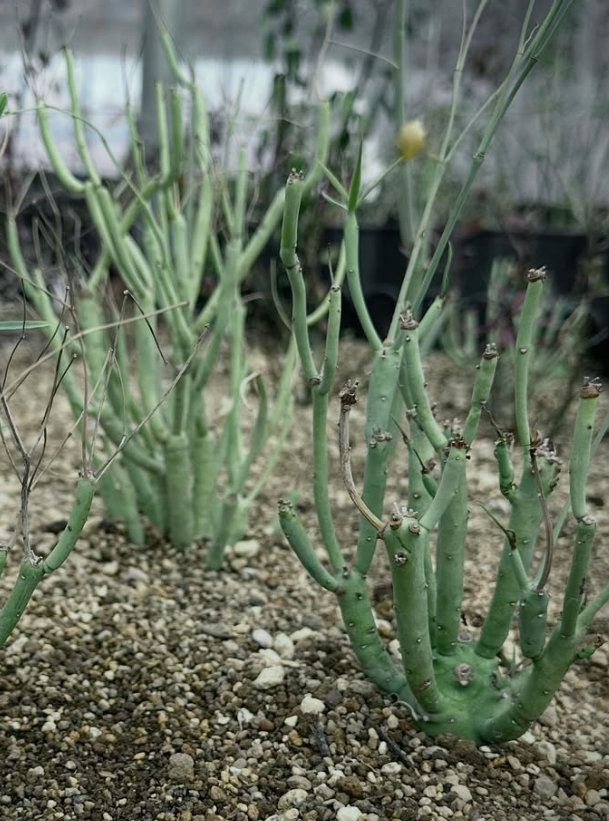 Euphorbia Etuberculosa 6 Pieces Seeds