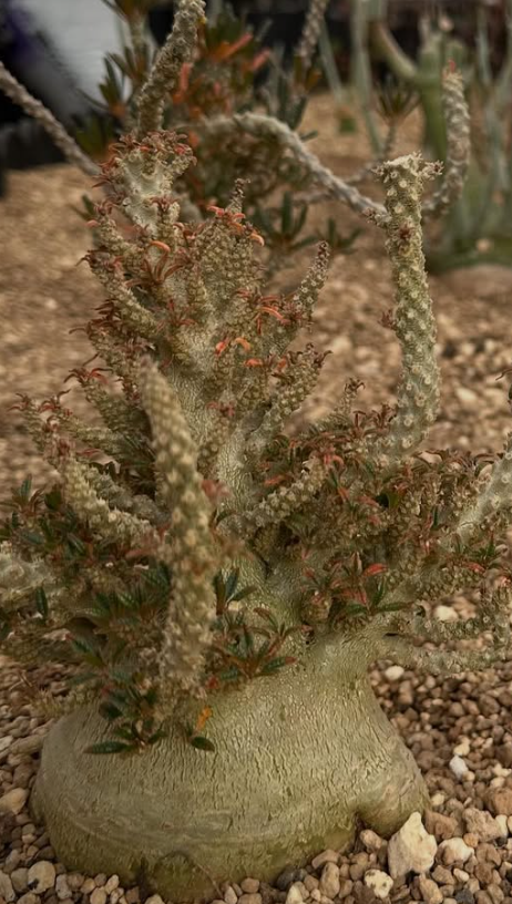 Dorstenia gigas bullata 6 Pieces Seeds