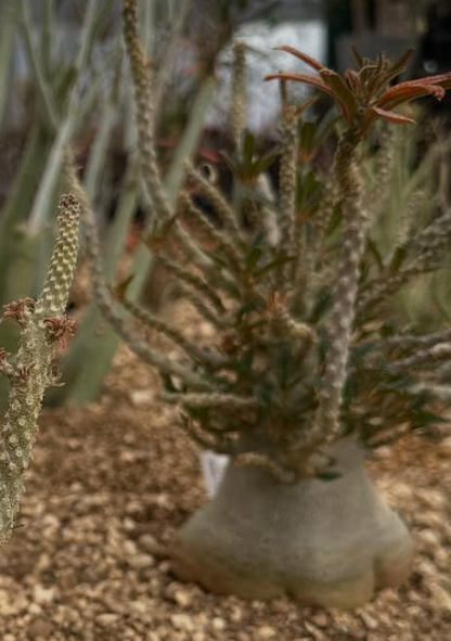 Dorstenia gigas bullata 6 Pieces Seeds