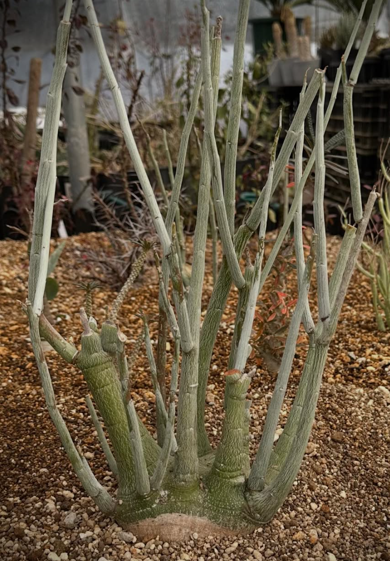 Adenia pechuelii 4 Pieces Seeds