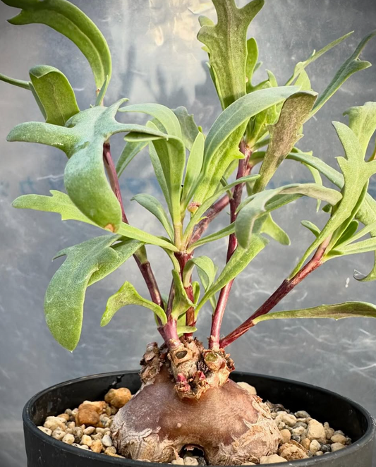 Othonna lobata 5 Pieces Seeds