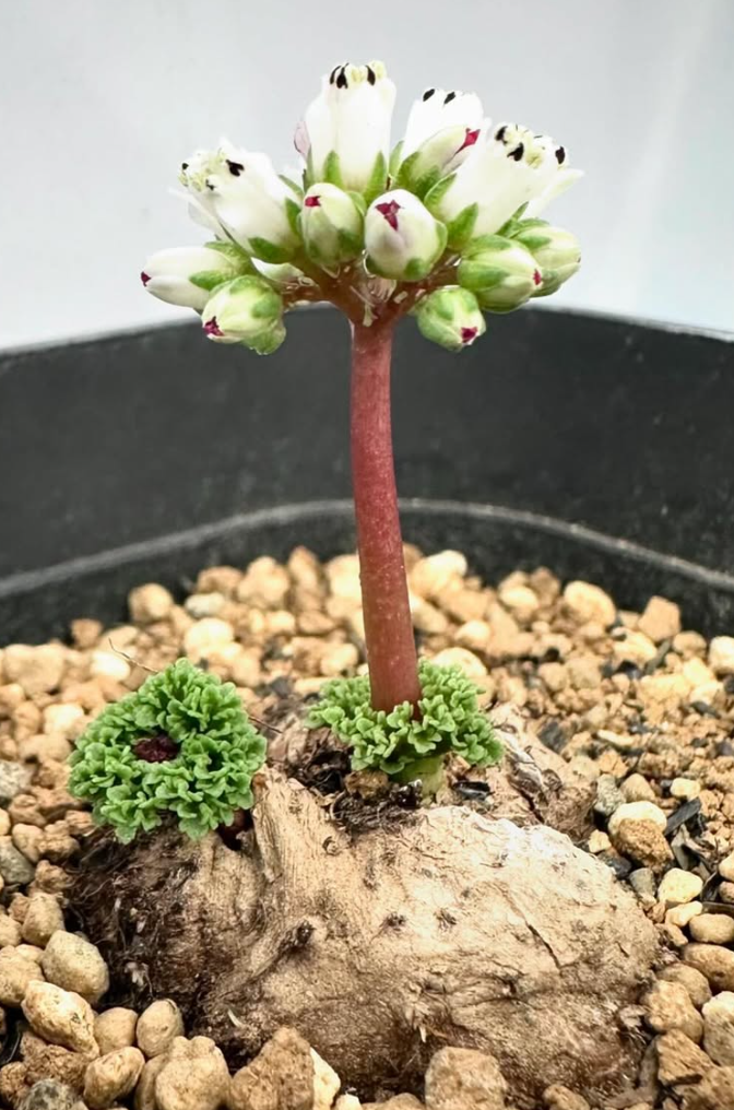 Crassula alcicornis 8 Pieces Seeds