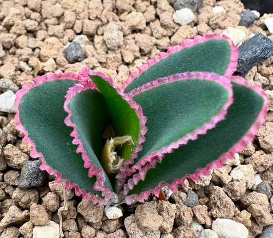 Brunsvigia Elandsmontana 4 Pieces Seeds