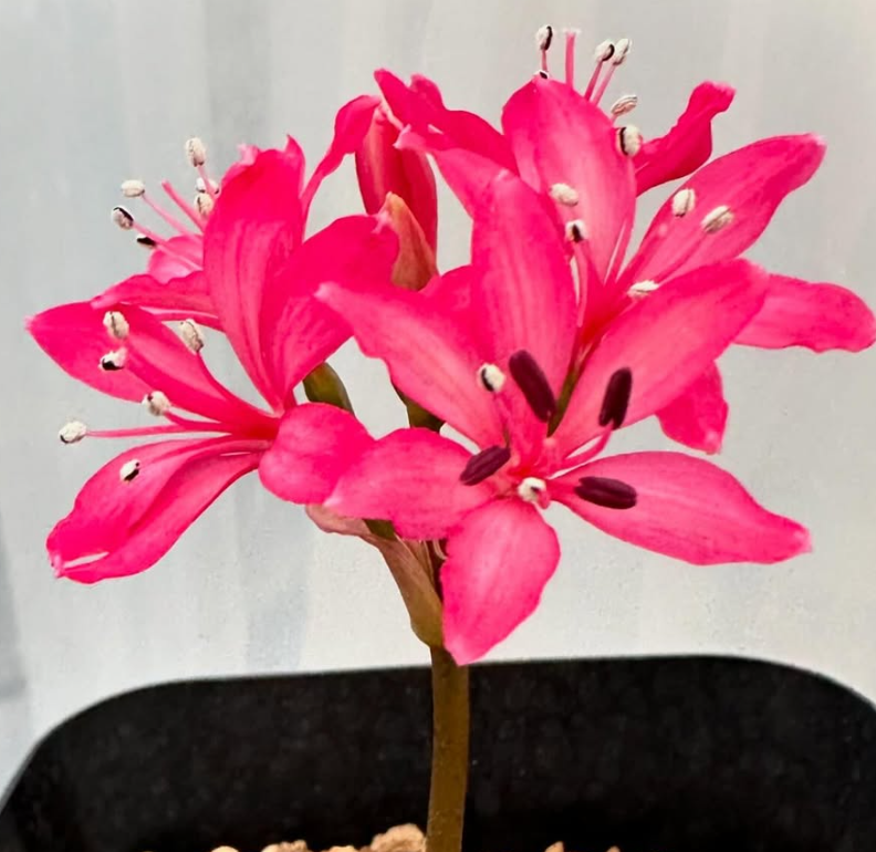 Brunsvigia Elandsmontana 4 Pieces Seeds