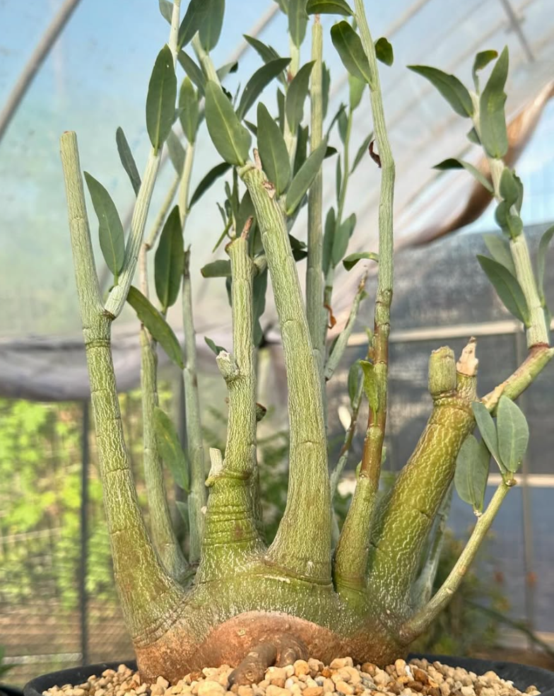 Adenia pechuelii 4 Pieces Seeds