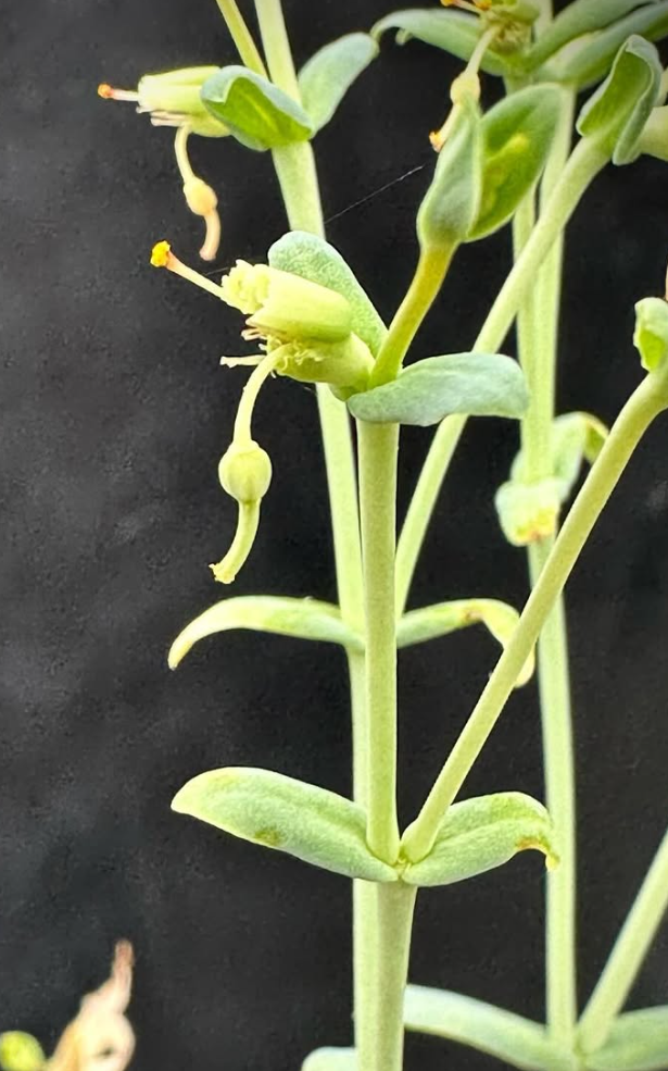 Euphorbia Etuberculosa 6 Pieces Seeds