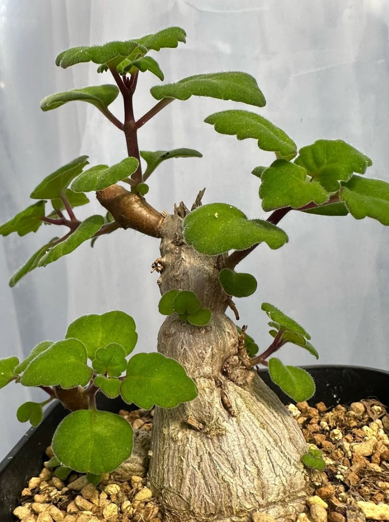 Plectranthus ernstii 6 Pieces Seeds