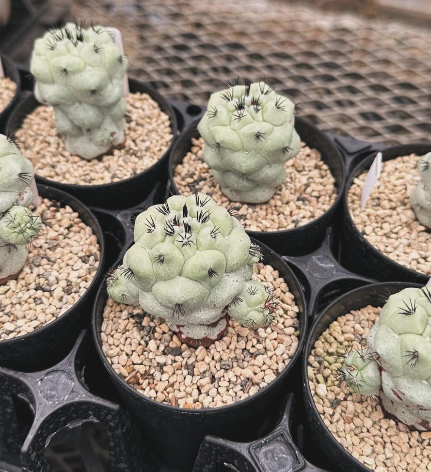 Ortegocactus macdougalli 10 Pieces Seeds