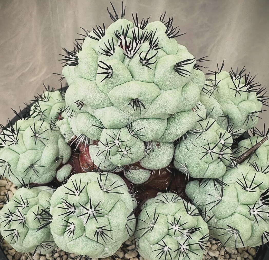 Ortegocactus macdougalli 10 Pieces Seeds