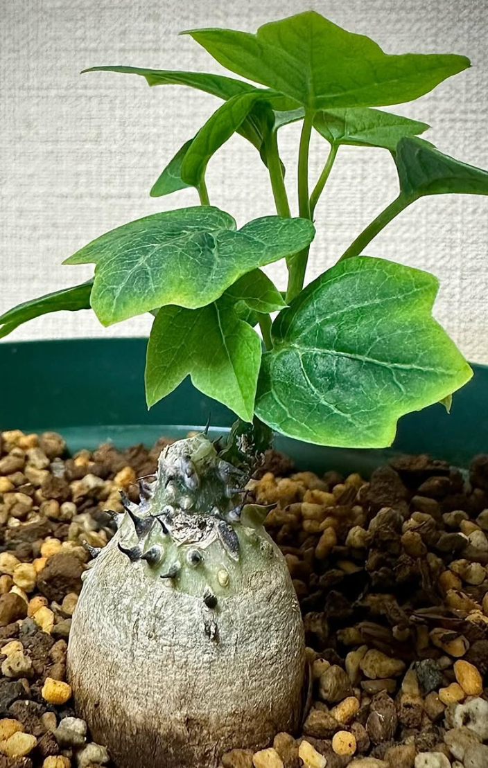 Adenia Aculeata 3 Pieces Seeds