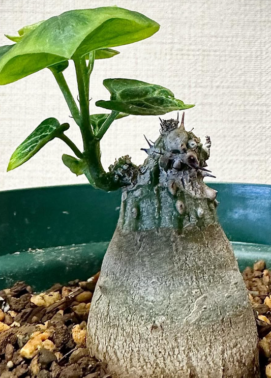 Adenia Aculeata 3 Pieces Seeds