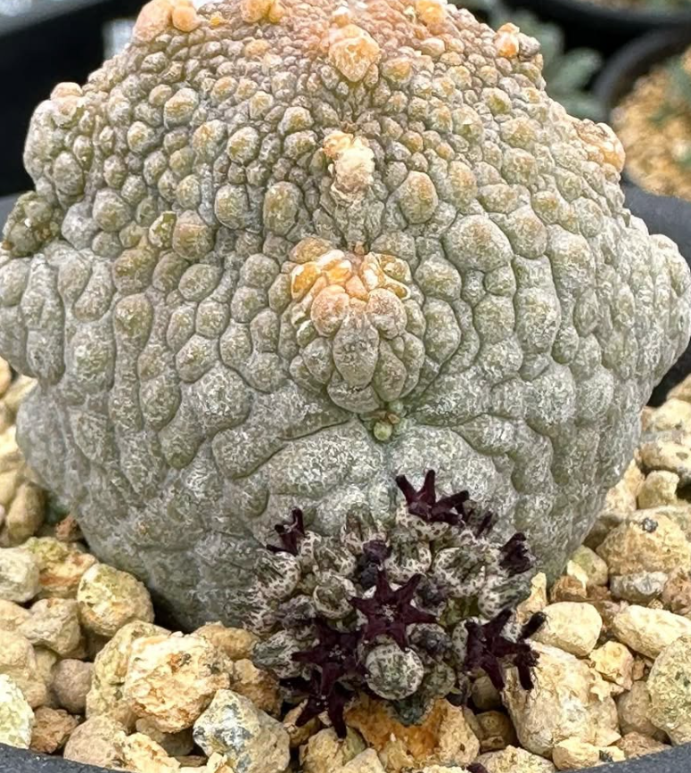 Pseudolithos harardheranus 5 Pieces Seeds