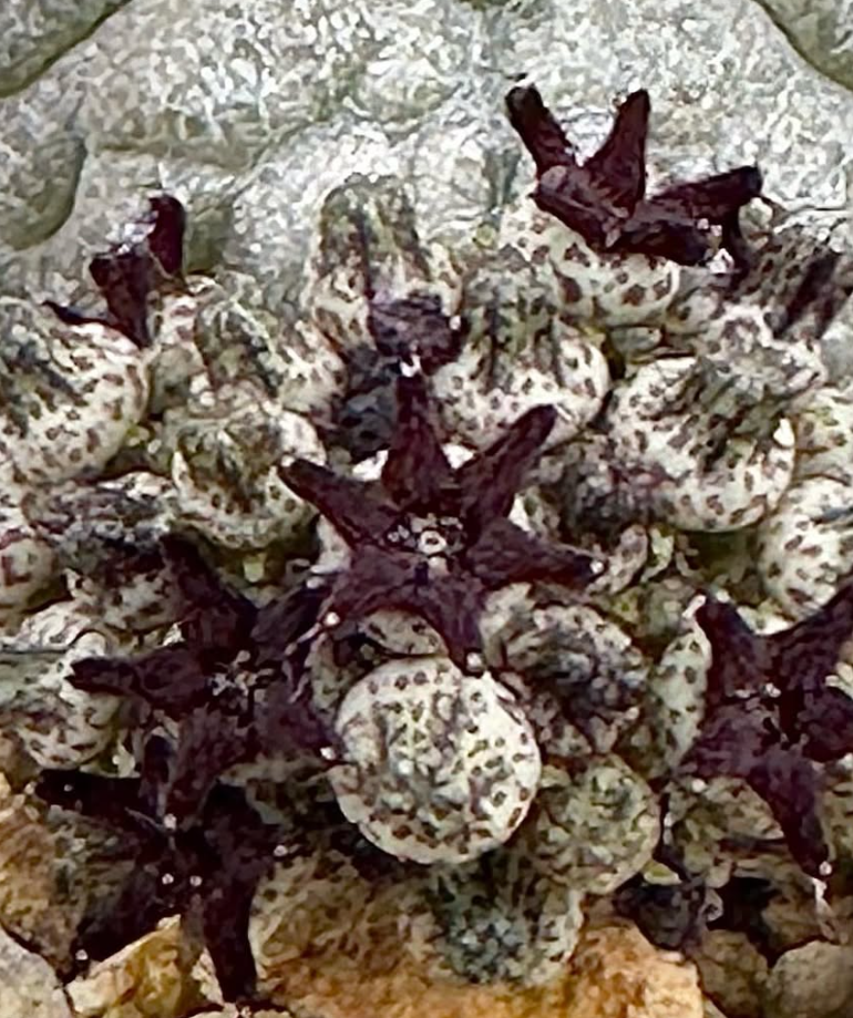 Pseudolithos harardheranus 5 Pieces Seeds