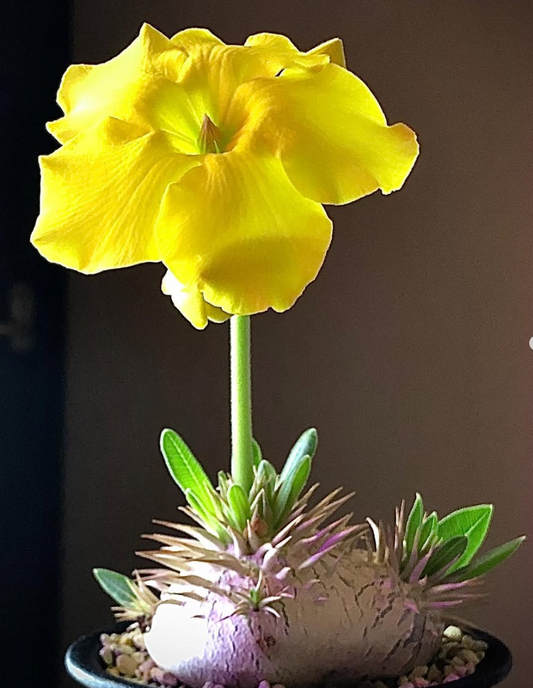 Pachypodium enigmaticum 5 Pieces Seeds