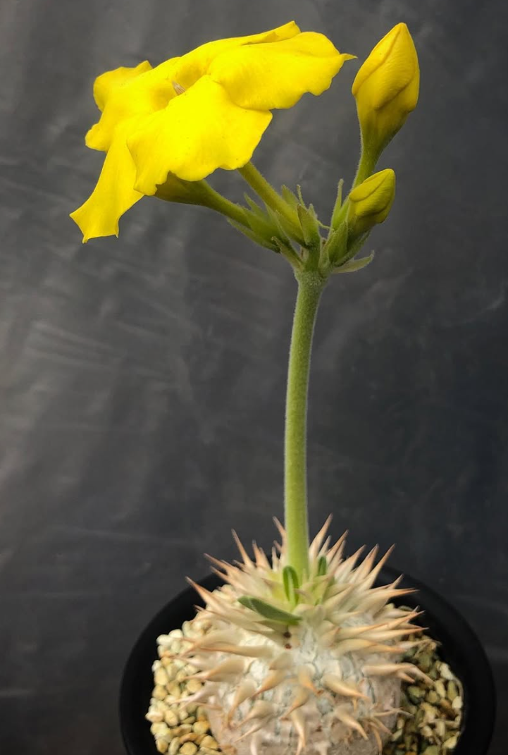 Pachypodium enigmaticum 5 Pieces Seeds