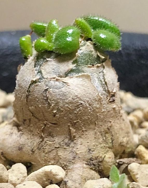 Tylecodon nolteei 10 Pieces Seeds