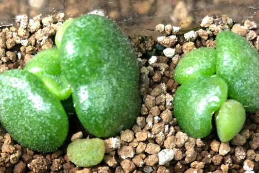 Tylecodon nolteei 10 Pieces Seeds