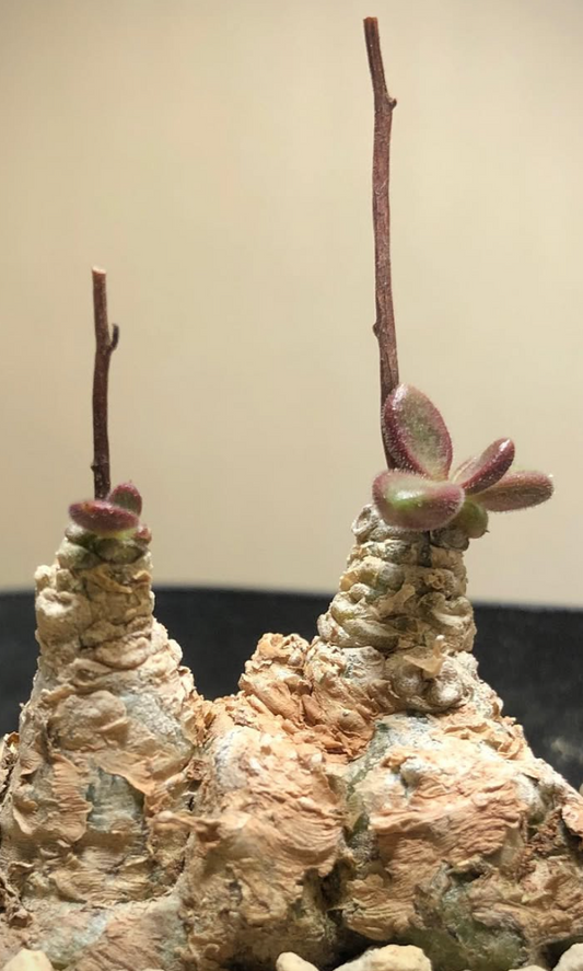 Tylecodon ectypus 10 Pieces Seeds