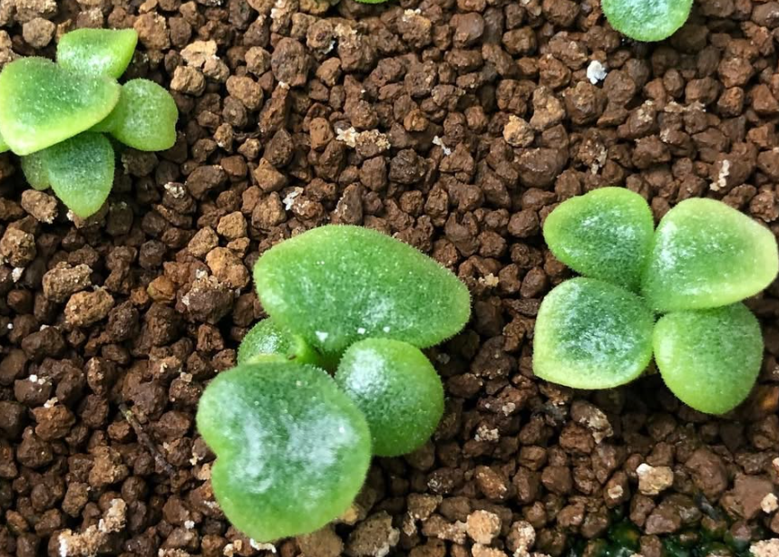 Tylecodon ectypus 10 Pieces Seeds