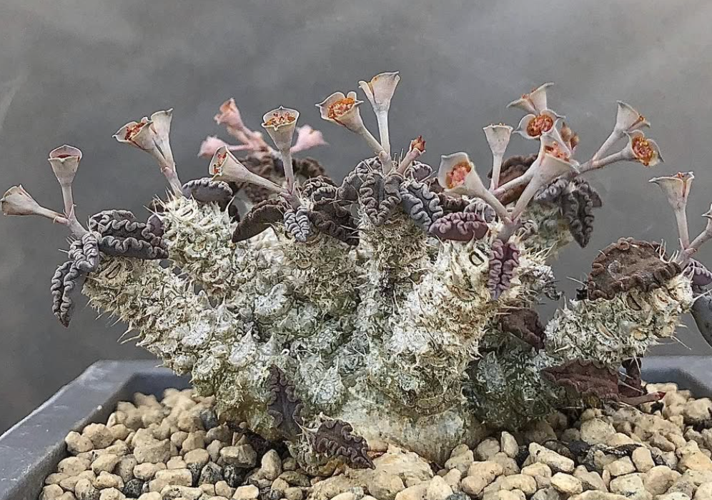 Euphorbia tulearensis 7 Pieces Seeds