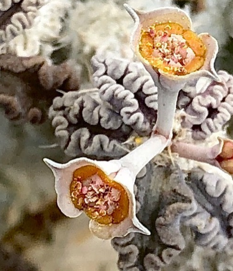 Euphorbia tulearensis 7 Pieces Seeds