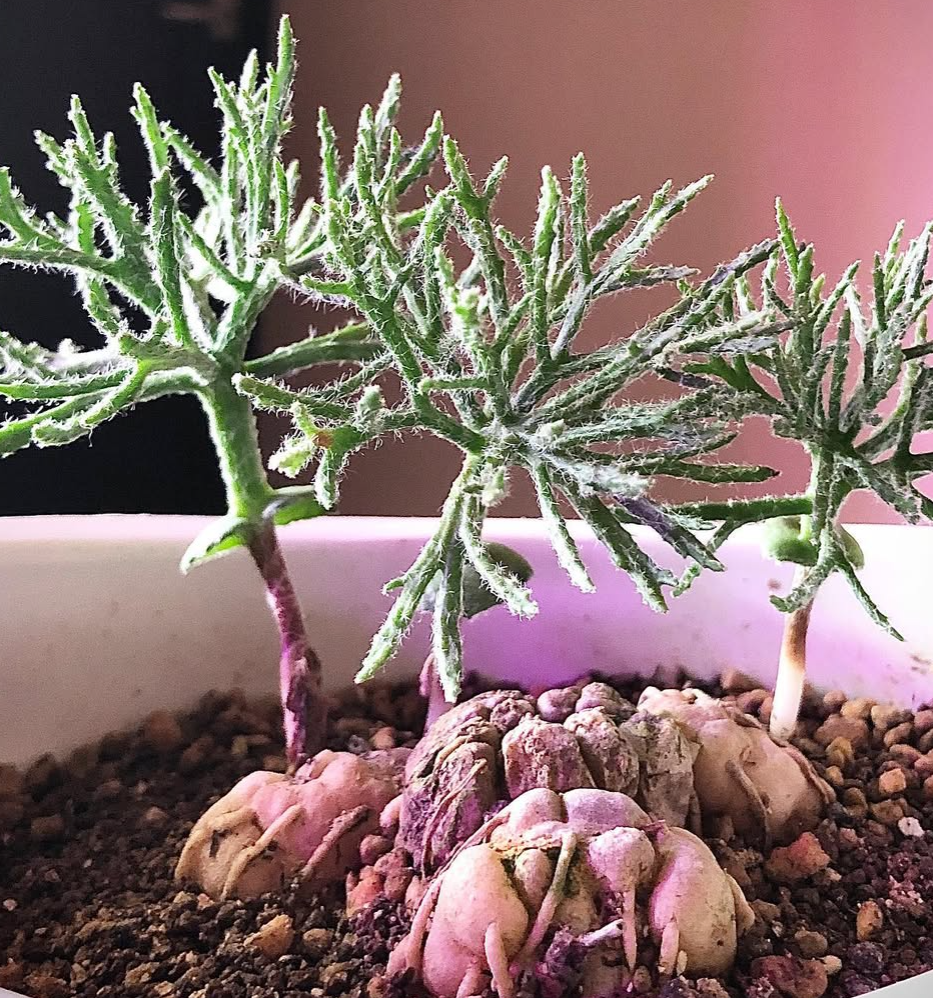 Eriospermum dregei 3 Pieces Seeds