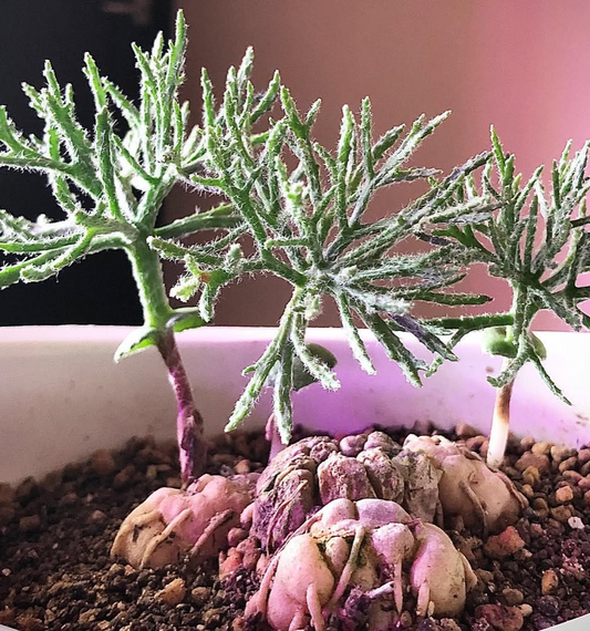 Eriospermum dregei 3 Pieces Seeds