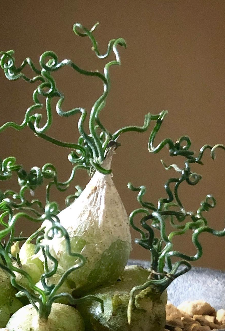 Ornithogalum Tortuosum 10 Pieces Seeds