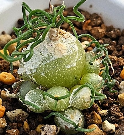 Ornithogalum Tortuosum 10 Pieces Seeds