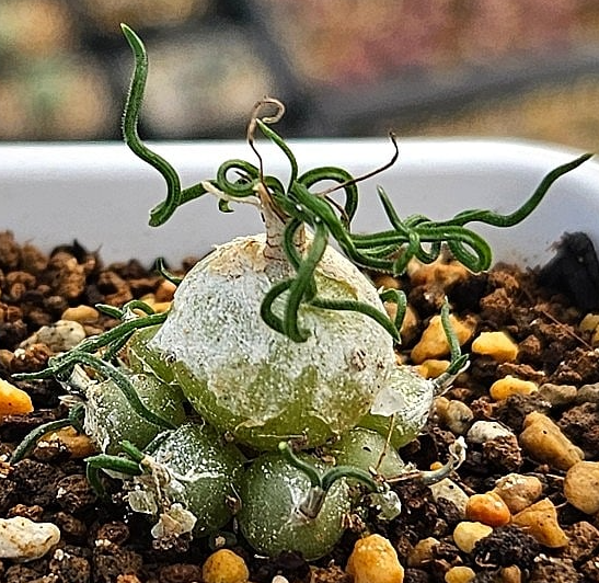 Ornithogalum Tortuosum 10 Pieces Seeds