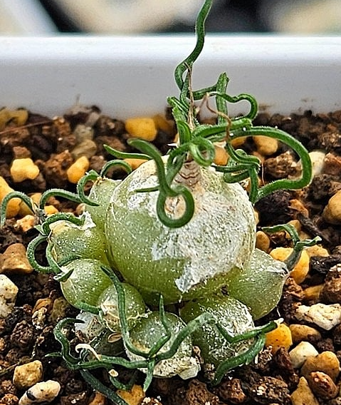 Ornithogalum Tortuosum 10 Pieces Seeds