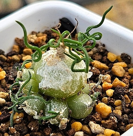 Ornithogalum Tortuosum 10 Pieces Seeds