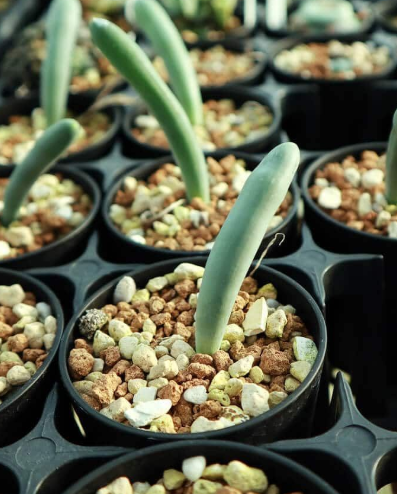 Ornithogalum unifoliatum 10 Pieces Seeds