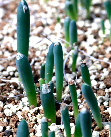 Ornithogalum unifoliatum 10 Pieces Seeds