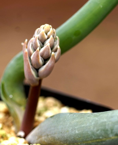 Ornithogalum unifoliatum 10 Pieces Seeds