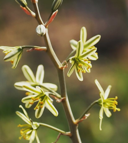Ornithogalum unifoliatum 10 Pieces Seeds