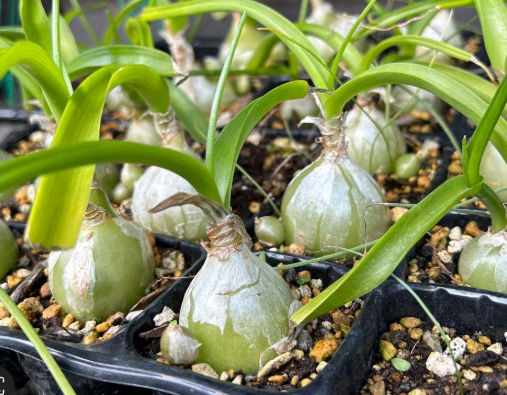 Ornithogalum Caudatum 10 Pieces Seeds