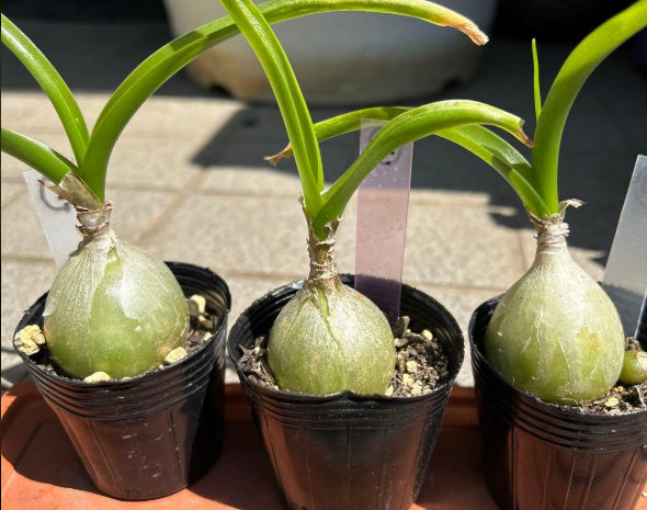 Ornithogalum Caudatum 10 Pieces Seeds