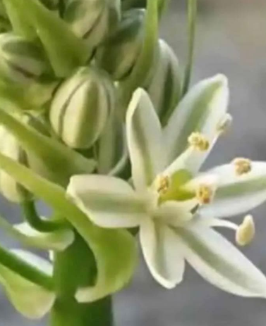 Ornithogalum Caudatum 10 Pieces Seeds