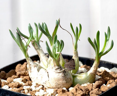 Ornithogalum lithopsoides 10 Pieces Seeds