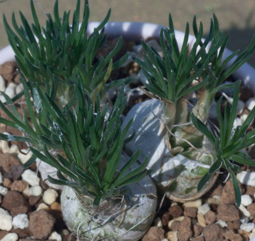 Ornithogalum lithopsoides 10 Pieces Seeds