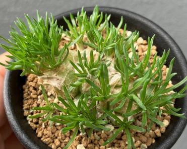 Ornithogalum sardienii 10 Pieces Seeds