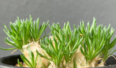 Ornithogalum sardienii 10 Pieces Seeds