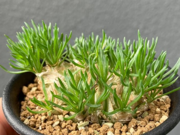 Ornithogalum sardienii 10 Pieces Seeds