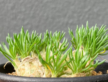 Ornithogalum sardienii 10 Pieces Seeds