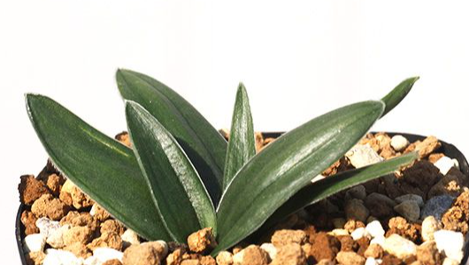 Ornithogalum constrictum 10 Pieces Seeds