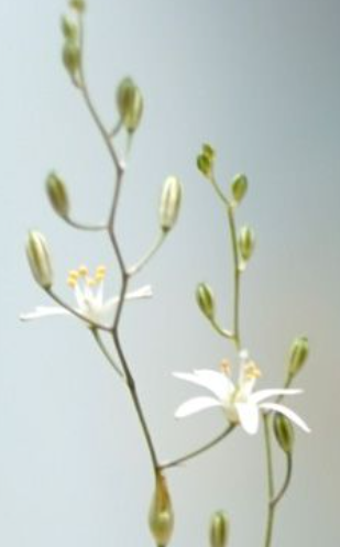 Ornithogalum constrictum 10 Pieces Seeds