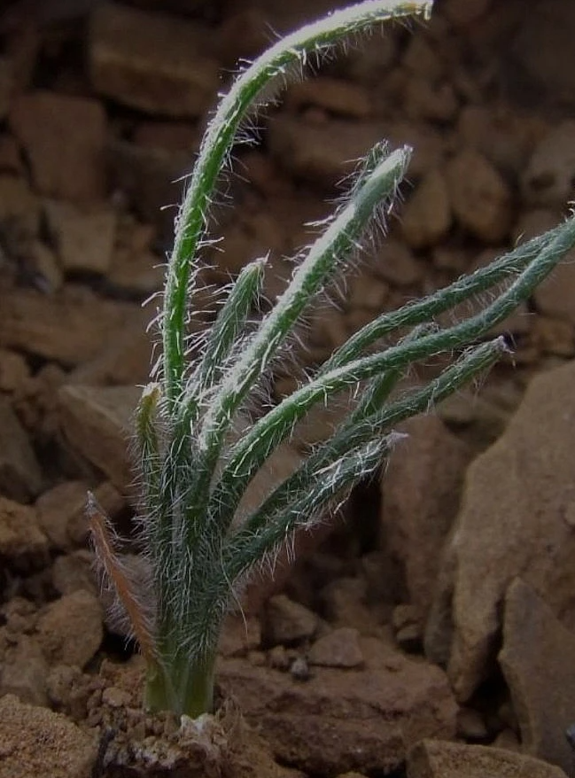 Ornithogalum adseptentrionesvergentulum 10 Pieces Seeds