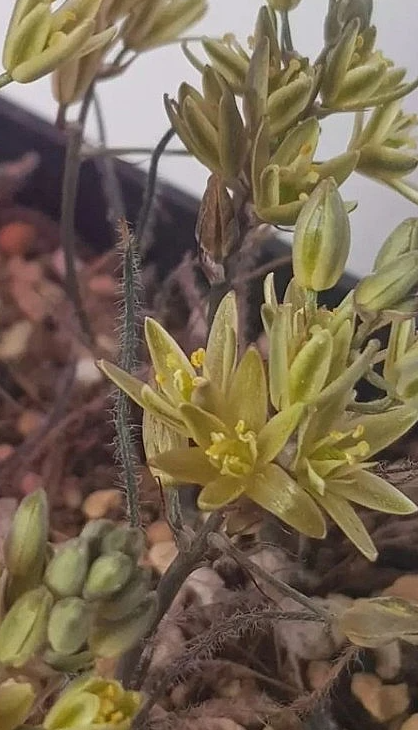 Ornithogalum adseptentrionesvergentulum 10 Pieces Seeds