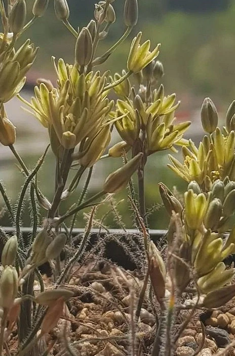 Ornithogalum adseptentrionesvergentulum 10 Pieces Seeds